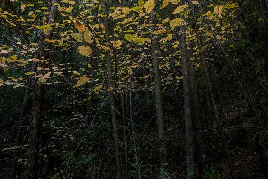 Φωτογραφία: Τα αγαπημένα δάση της Νότας Κυριαζή