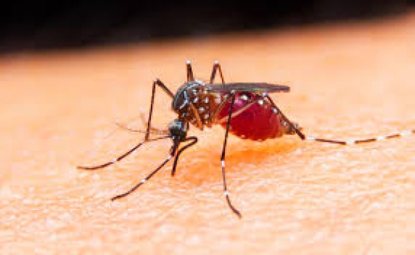 Κουνούπια: πως θα απαλλαγείτε απο την παρουσία τους